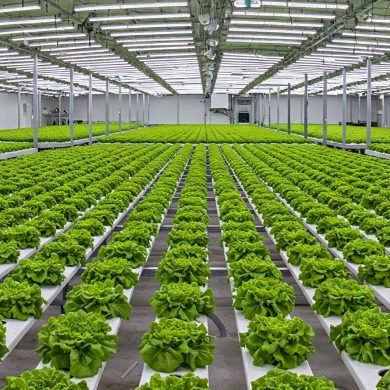 Hydroponic Romaine Lettuce: A Superior Choice for Quality and Sustainability