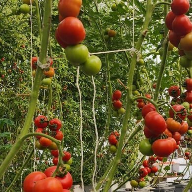 Hydroponic Tomatoes: A Fresh and Clean Superfood for Your Health