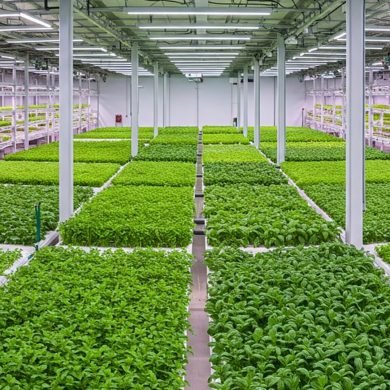 Hydroponics and the Alkaline Diet Trend in India