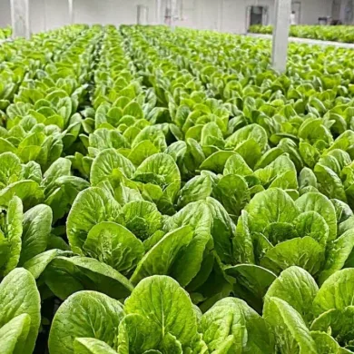 Locarno Lettuce_ Freshness at Its Best from Eewa Farms