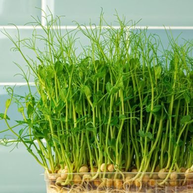 Pairing Eewa Farms’ Fennel Leaves with Indian Spices for Unique Flavors