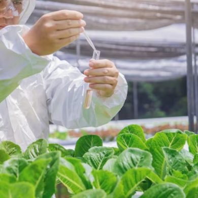 Pesticide-Free Eating: How Hydroponics Ensures Safety