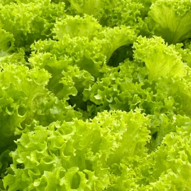 Romaine the Right Way_ Eewa Farms’ Hydroponic Lettuce for Crisp, Clean Meals
