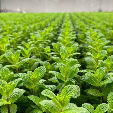 Tea Time, TikTok, and Mint_ The Herb Everyone’s Talking About