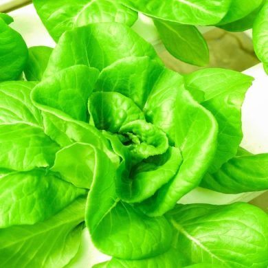 The Connection Between Hydroponics and Sustainable Living