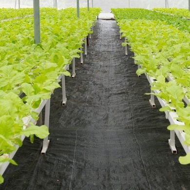 The Environmental Advantages of Hydroponic Farming