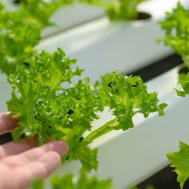The Future of Food How Hydroponics Delivers Superior Vegetables. Eewa Farms