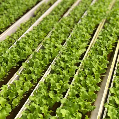 Why Hydroponics Vegetables Are So Good for You