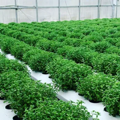 Thyme to Shine_ Eewa Farms’ Hydroponic Herb for All Your Kitchen Adventures