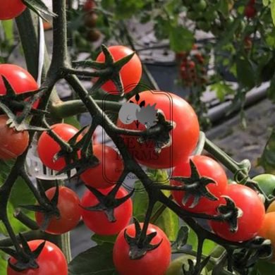 Top 5 Reasons to Choose Hydroponic Vegetables Over Traditional Ones