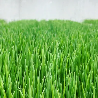 Unlocking Flavor_ The Marvel of Hydroponic Chives from Eewa Farms