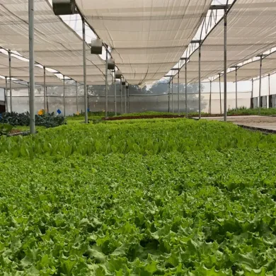 What Sets Eewa Farms Apart from Other Produce Suppliers?