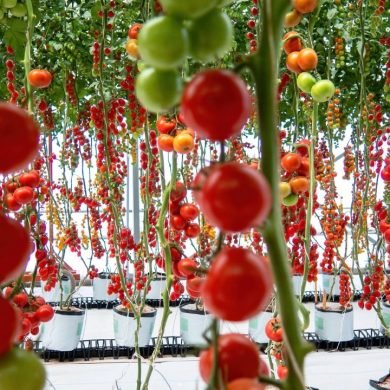 Why Eewa Farms’ Cherry Tomatoes Are the Sweetest Choice for Your Kitchen