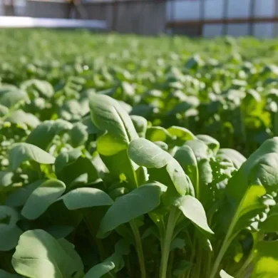 Why Hydroponic Rocket Leaves Are the Perfect Ingredient for Healthy Salads