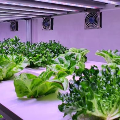 Why Hydroponic Vegetables Are Safer and Healthier Than Regular Produce?
