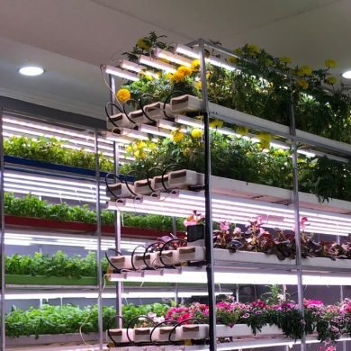 Why Hydroponic Vegetables Are the Healthiest Choice for Your Family