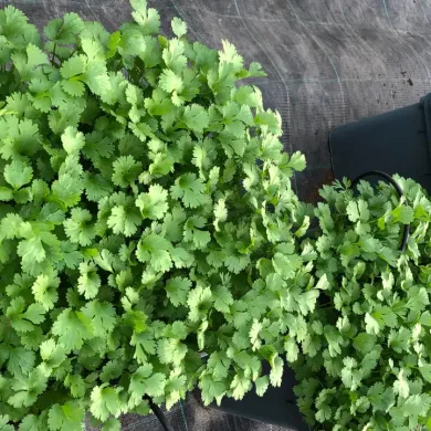 Why Locally Grown Hydroponic Vegetables Are a Game Changer