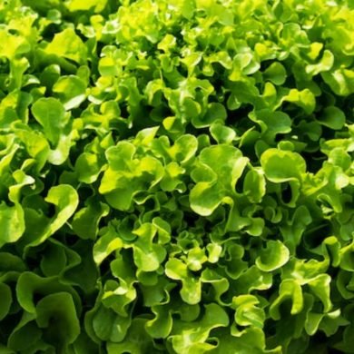 Why Pregnant Women Should Choose Hydroponic Greens