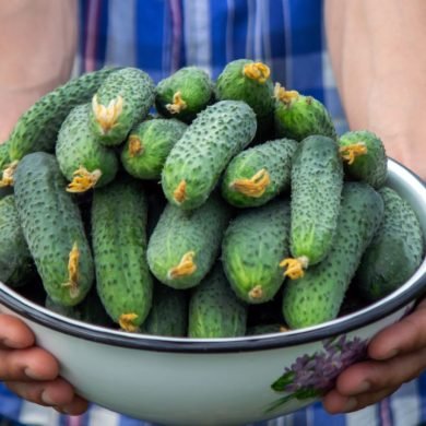 Why Seedless Cucumbers Are the Ultimate Snack for Weight Loss