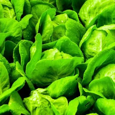 Why Urban Hydroponic Farming Is the Key to Food Security in Cities