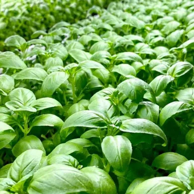 Zest It Up with Lemon Basil from Eewa Farms_ The Herb You Never Knew You Needed