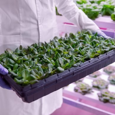 From above of crop anonymous botanist in white robe and gloves holding container with fresh growing lettuce in modern greenhouse with UV lamps