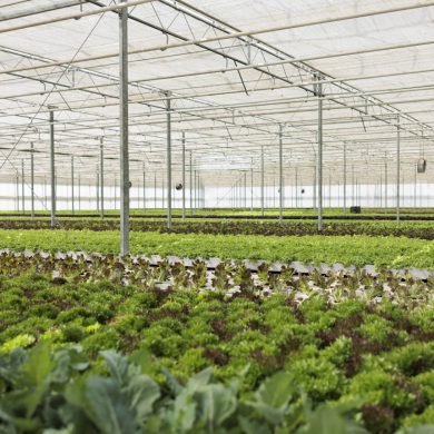Nobody in hydroponic organic farm with organic bio fresh lettuce being cultivated for delivery to local restaurants and vegetable market. Empty greenhouse with fully grown different plants types.